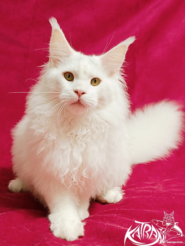 Katran Hassan - Junior maine-coon 7.5 months