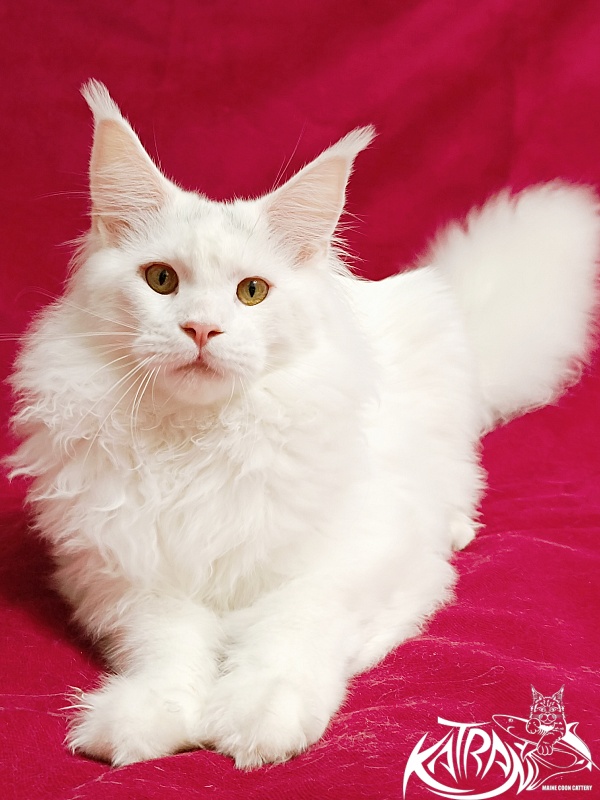 Katran Hassan - Junior maine-coon 7.5 months