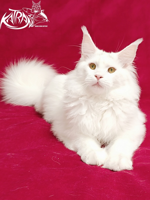 Katran Hassan - Junior maine-coon 7.5 months