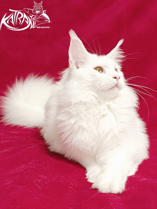 Katran Hassan - Junior maine-coon 7.5 months