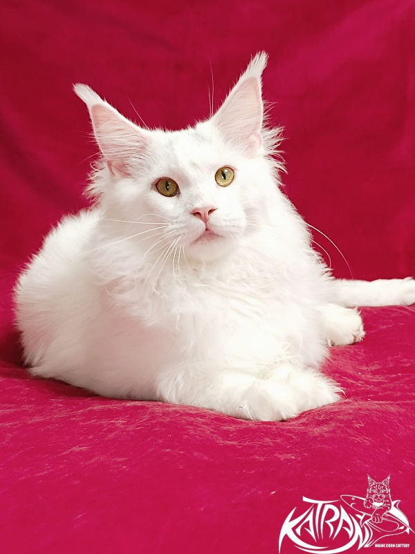 Katran Hassan - Junior maine-coon 7.5 months
