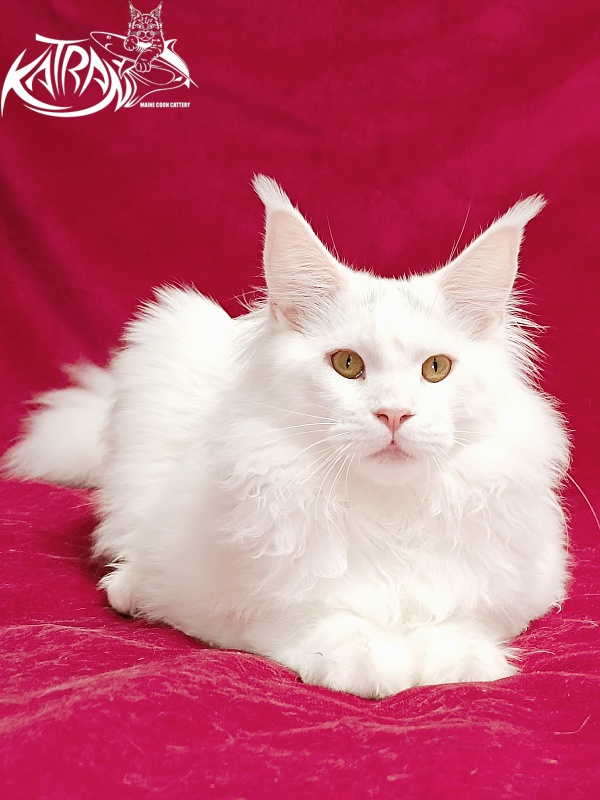 Katran Hassan - Junior maine-coon 7.5 months