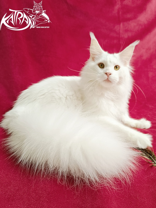 Katran Hassan - Junior maine-coon 7.5 months