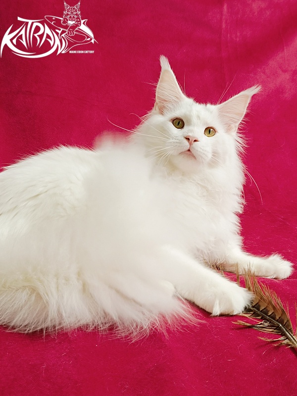 Katran Hassan - Junior maine-coon 7.5 months