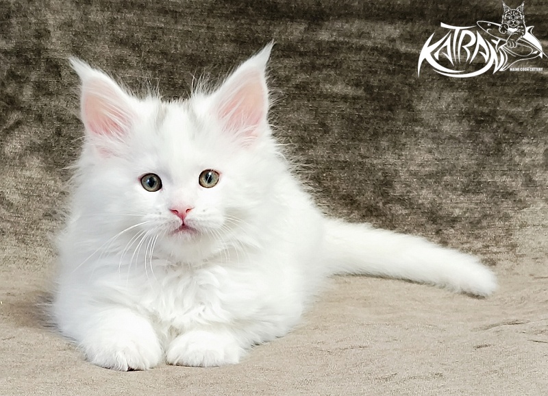 Katran Hassan - Kitten maine-coon 1 month 2.5 weeks