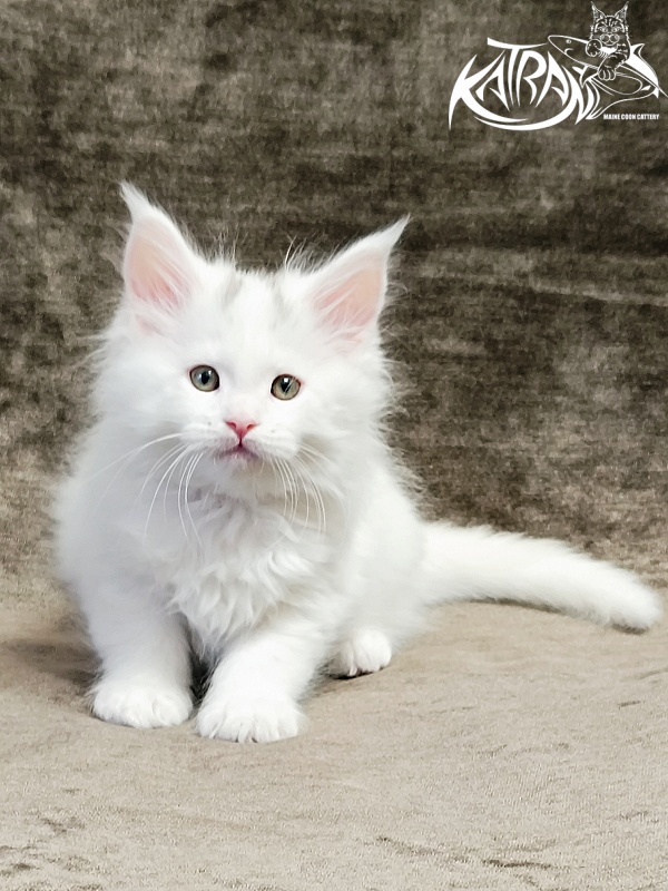 Katran Hassan - Kitten maine-coon 1 month 2.5 weeks