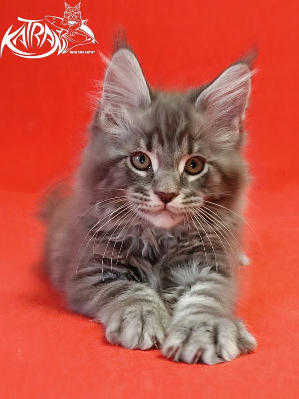 Katran Hummer - Kitten maine-coon 2 months