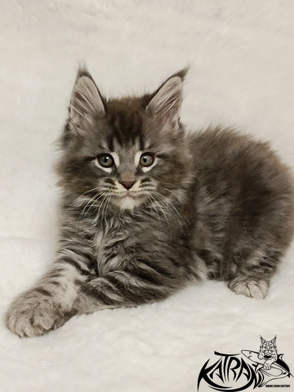 Katran Hummer - Kitten maine-coon 1 month 2.5 weeks