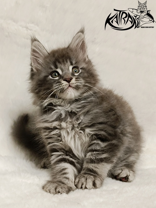 Katran Hummer - Kitten maine-coon 1 month 2.5 weeks