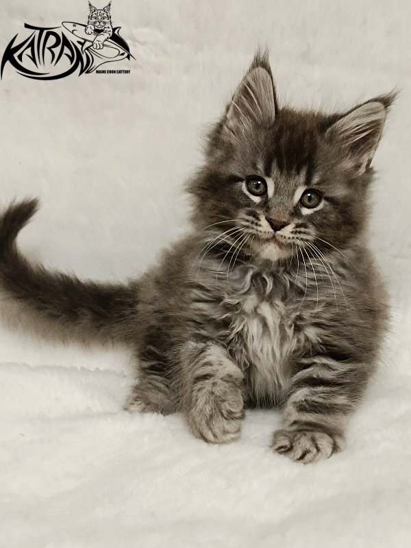 Katran Hummer - Kitten maine-coon 1 month 2.5 weeks