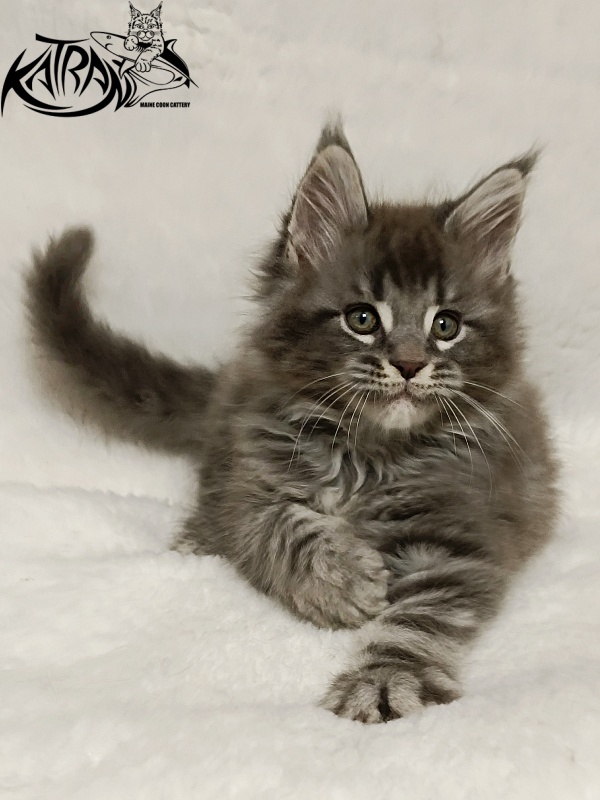 Katran Hummer - Kitten maine-coon 1 month 2.5 weeks