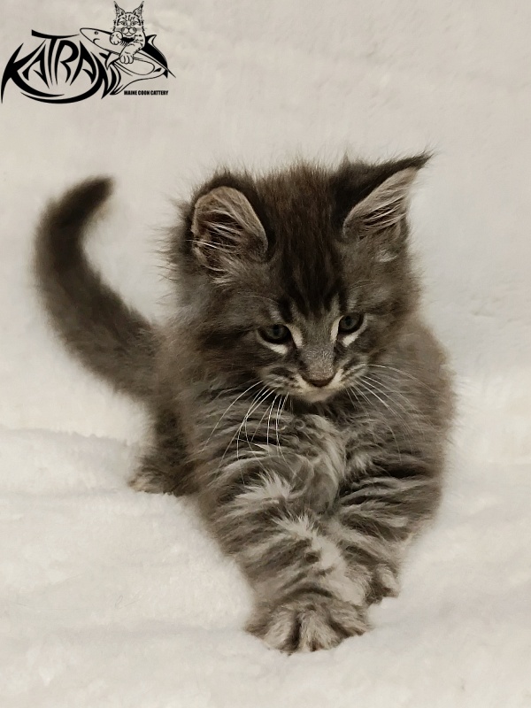 Katran Hummer - Kitten maine-coon 1 month 2.5 weeks