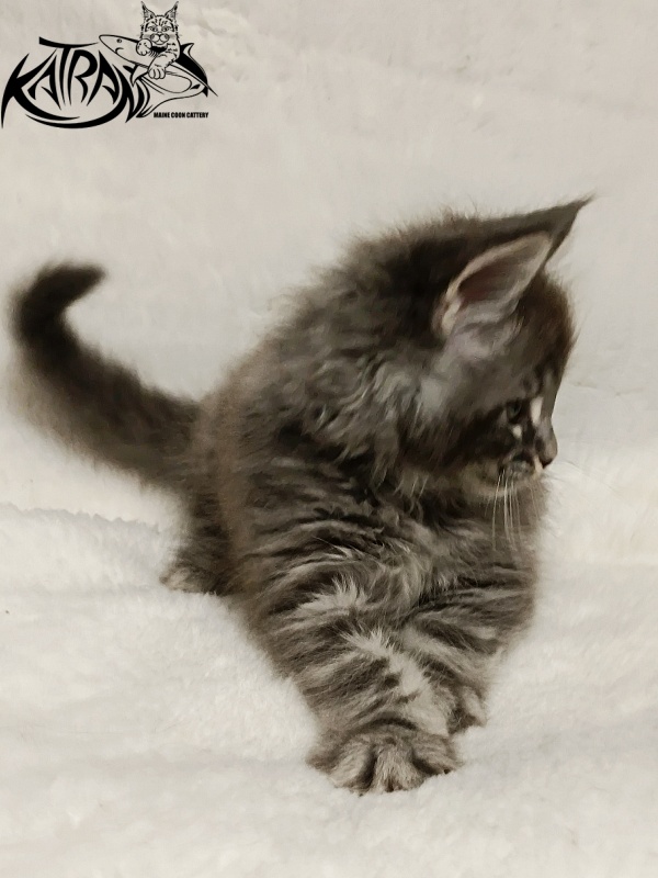 Katran Hummer - Kitten maine-coon 1 month 2.5 weeks