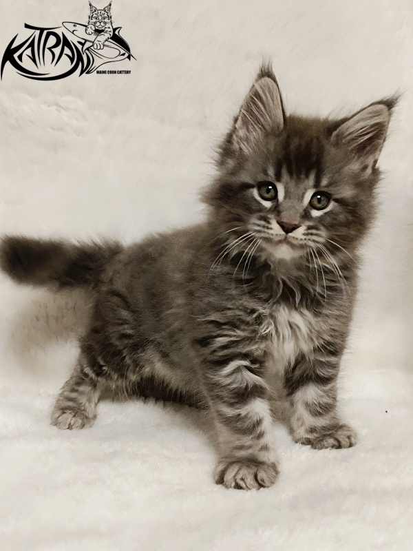 Katran Hummer - Kitten maine-coon 1 month 2.5 weeks