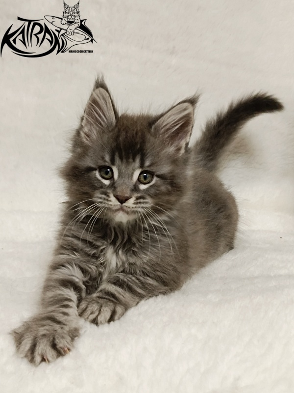 Katran Hummer - Kitten maine-coon 1 month 2.5 weeks
