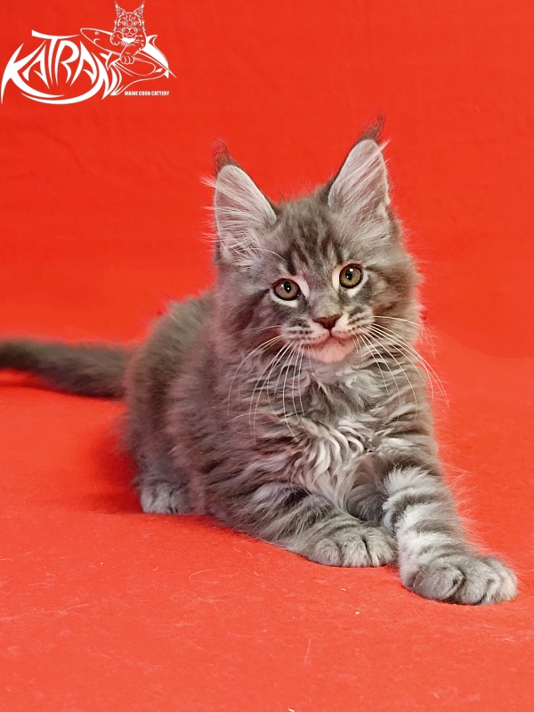 Katran Hummer - Kitten maine-coon 2 months