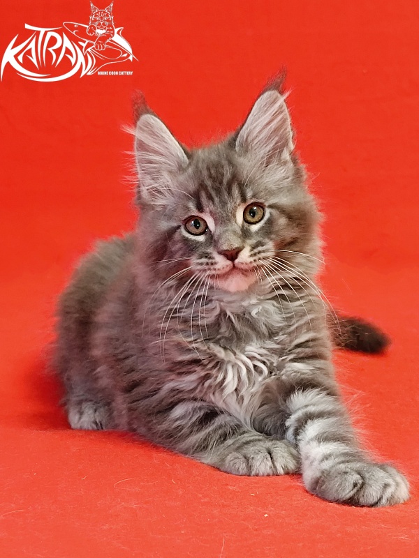 Katran Hummer - Kitten maine-coon 2 months
