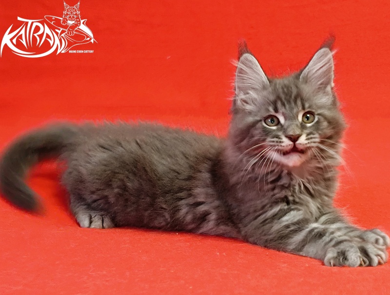 Katran Hummer - Kitten maine-coon 2 months