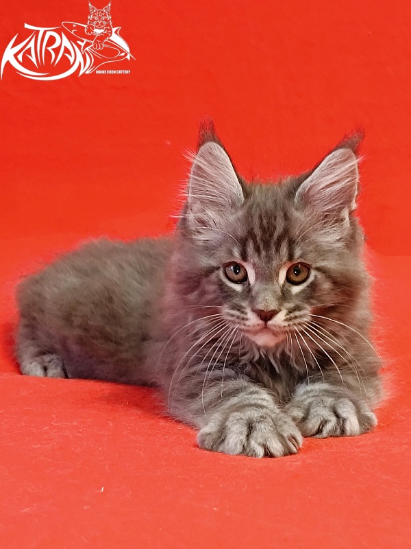 Katran Hummer - Kitten maine-coon 2 months