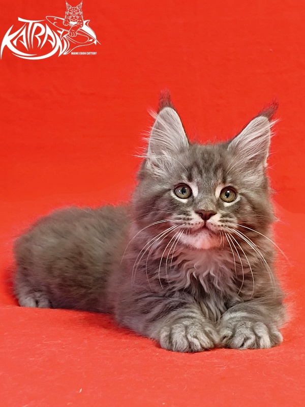 Katran Hummer - Kitten maine-coon 2 months