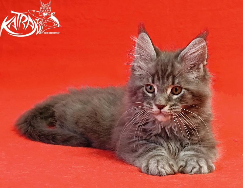 Katran Hummer - Kitten maine-coon 2 months