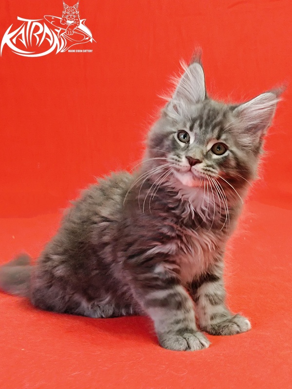 Katran Hummer - Kitten maine-coon 2 months