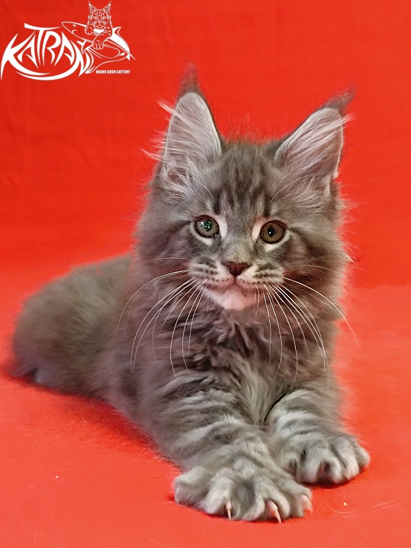 Katran Hummer - Kitten maine-coon 2 months