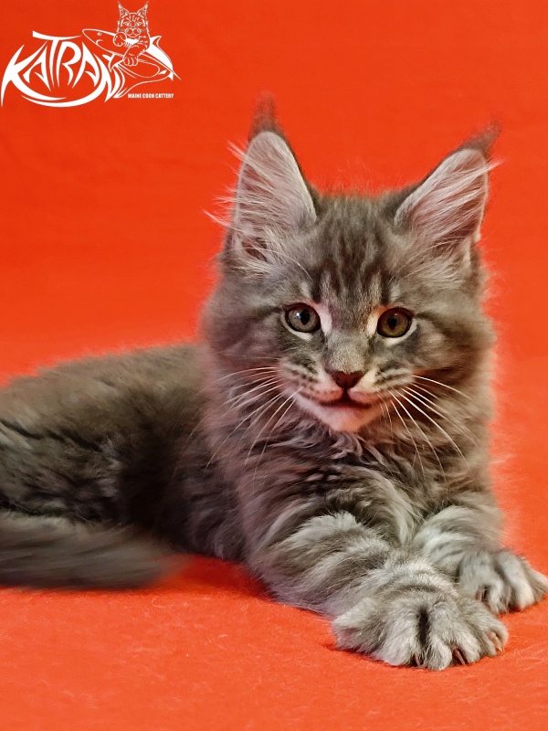 Katran Hummer - Kitten maine-coon 2 months