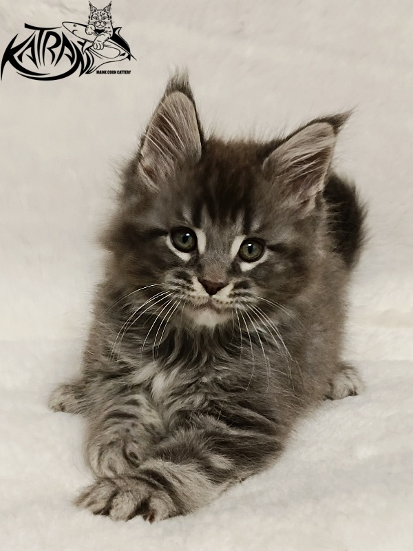 Katran Hummer - Kitten maine-coon 1 month 2.5 weeks