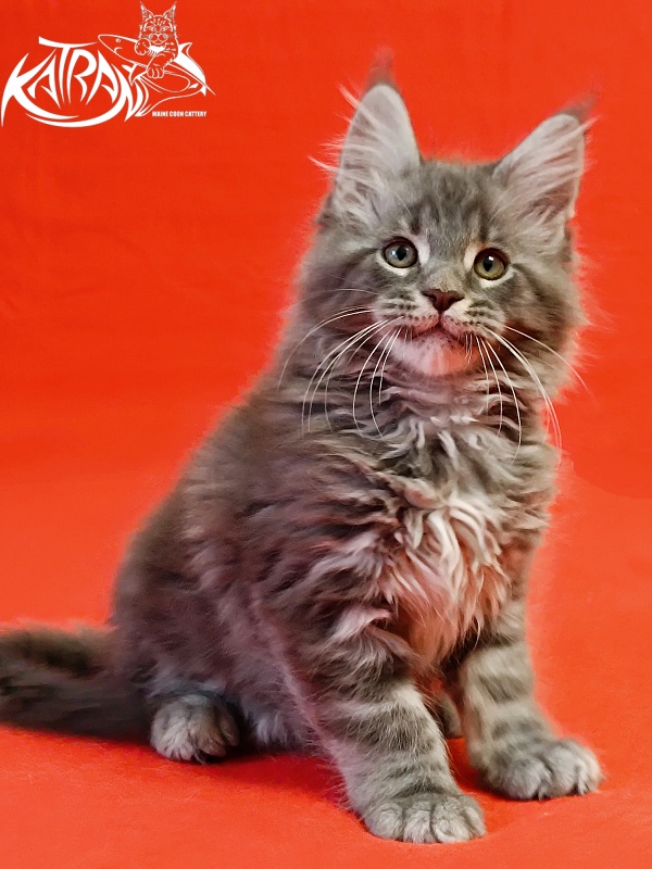 Katran Hummer - Kitten maine-coon 2 months