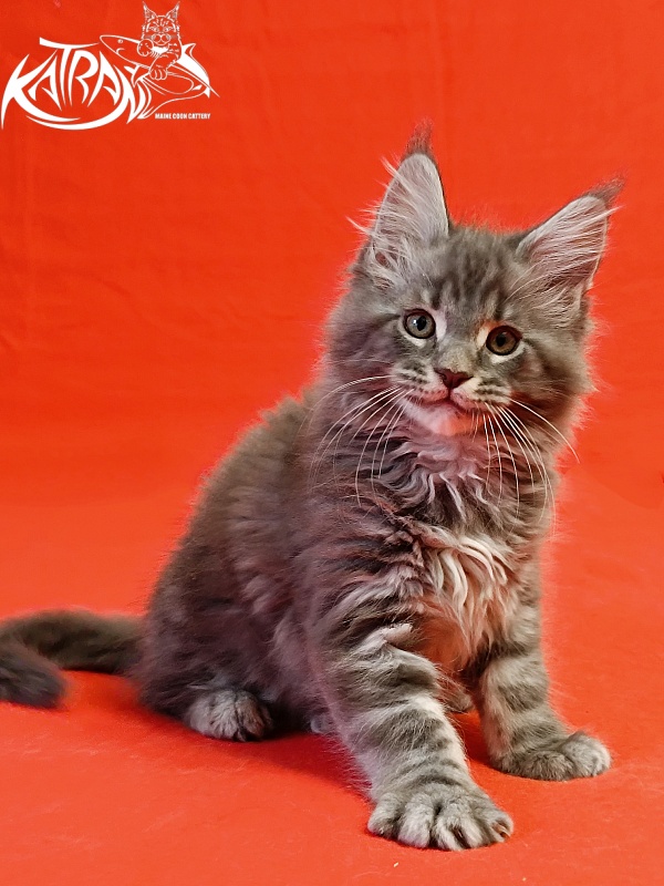 Katran Hummer - Kitten maine-coon 2 months