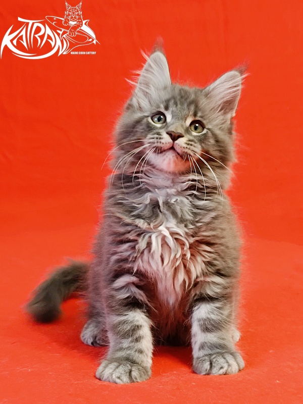 Katran Hummer - Kitten maine-coon 2 months