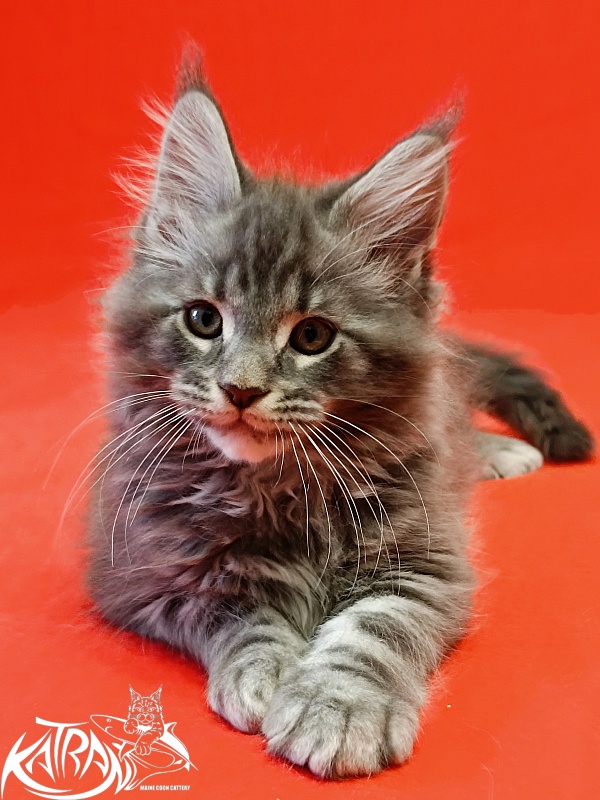 Katran Hummer - Kitten maine-coon 2 months
