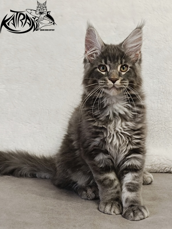 Katran Hummer - Kitten maine-coon 3 months