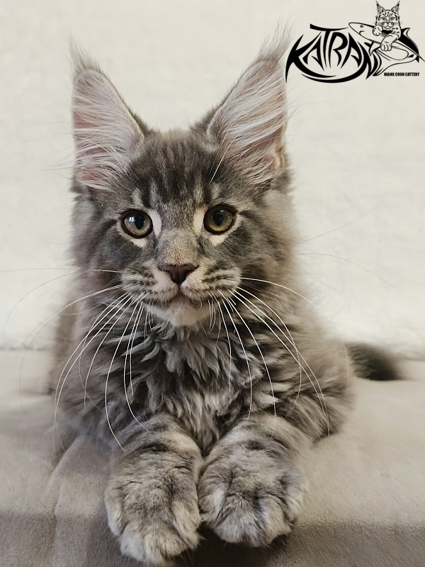 Katran Hummer - Kitten maine-coon 3 months