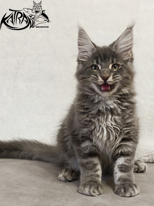 Katran Hummer - Kitten maine-coon 3 months