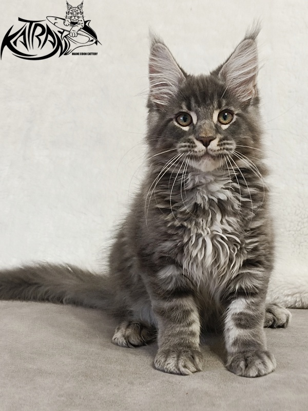 Katran Hummer - Kitten maine-coon 3 months