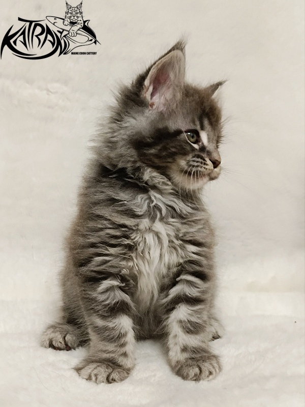 Katran Hummer - Kitten maine-coon 1 month 2.5 weeks