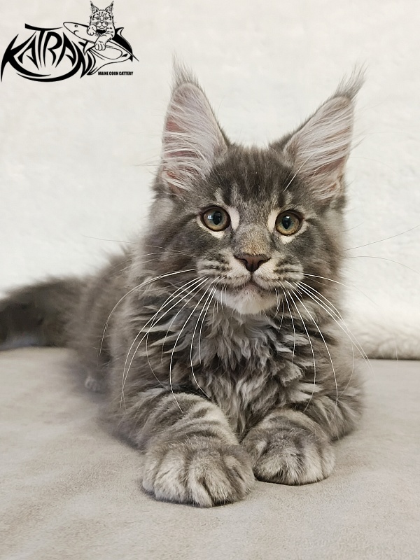 Katran Hummer - Kitten maine-coon 3 months