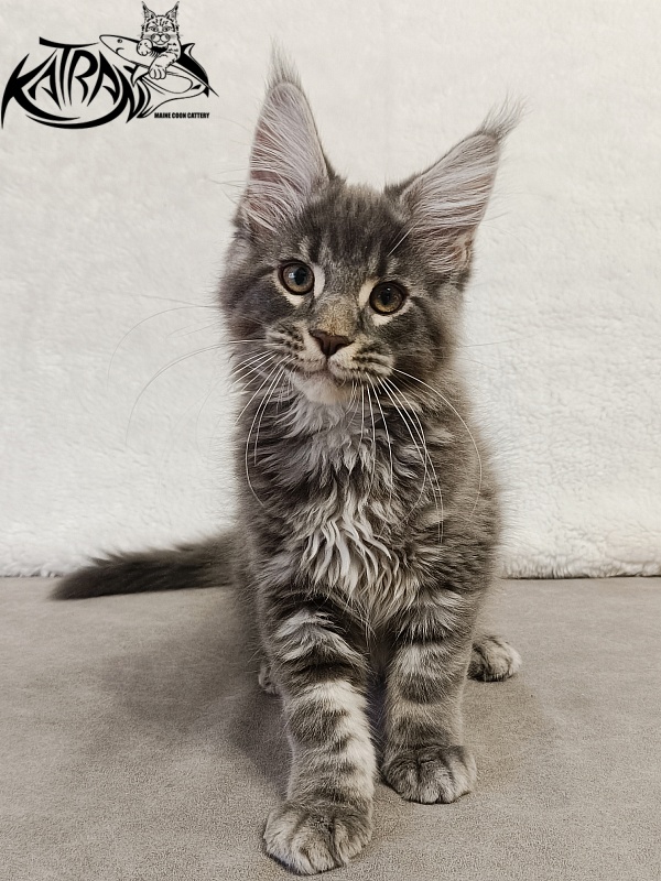 Katran Hummer - Kitten maine-coon 3 months
