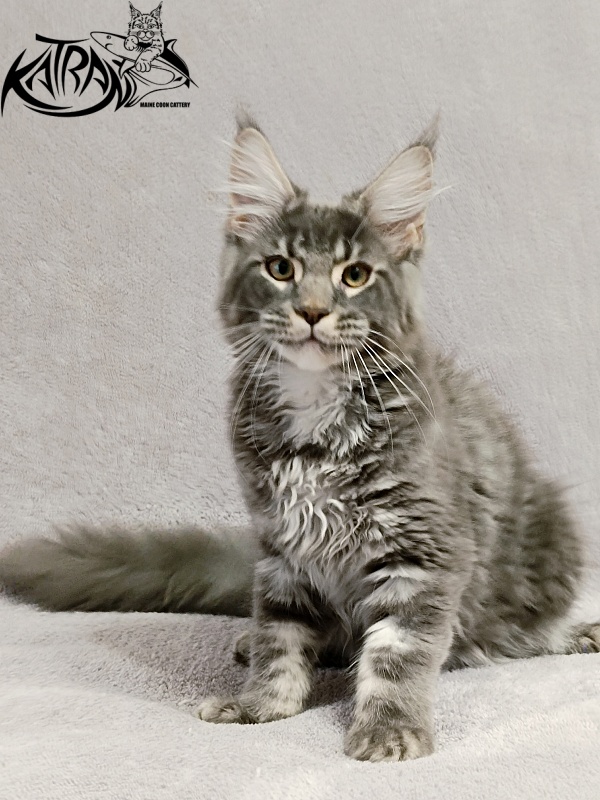 Katran Hummer - Kitten maine-coon 4 months