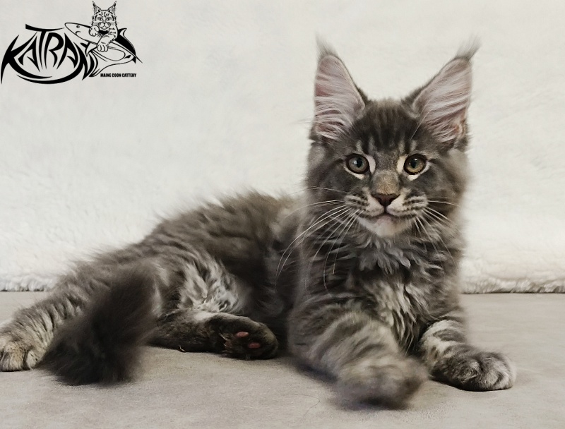 Katran Hummer - Kitten maine-coon 3 months