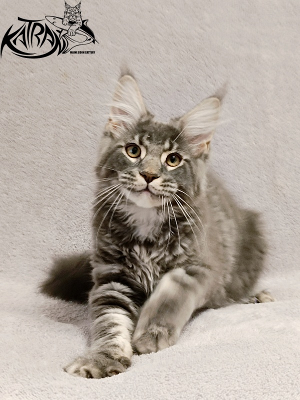Katran Hummer - Kitten maine-coon 4 months