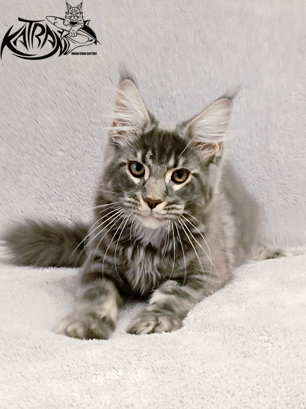 Katran Hummer - Kitten maine-coon 4 months