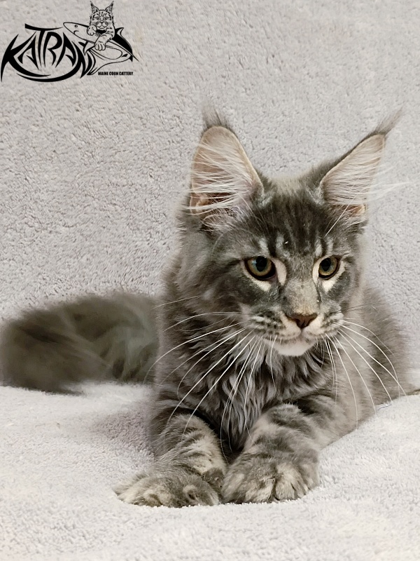 Katran Hummer - Kitten maine-coon 4 months