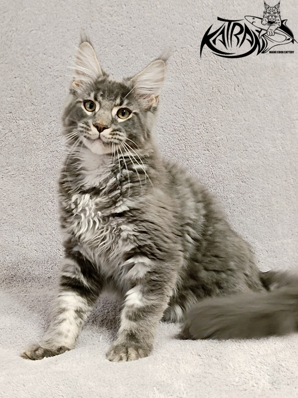 Katran Hummer - Kitten maine-coon 4 months