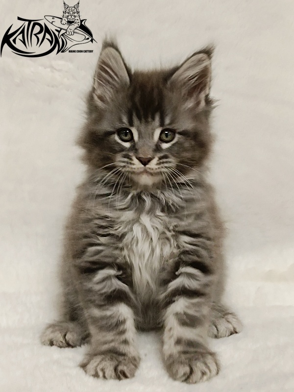 Katran Hummer - Kitten maine-coon 1 month 2.5 weeks