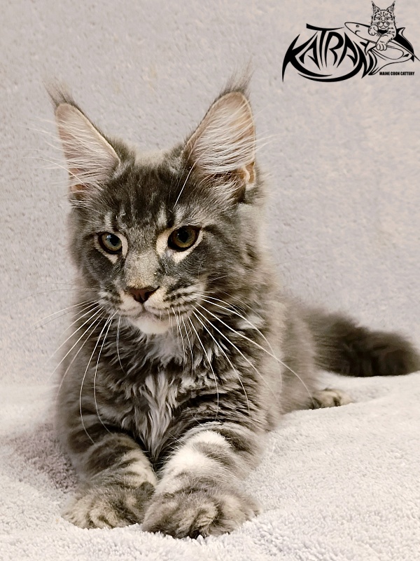 Katran Hummer - Kitten maine-coon 4 months