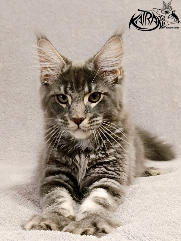 Katran Hummer - Kitten maine-coon 4 months