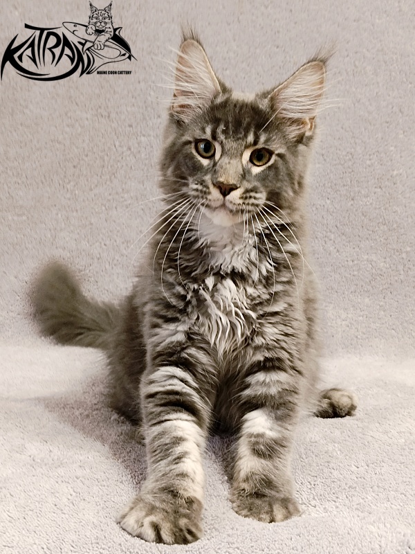 Katran Hummer - Kitten maine-coon 4 months